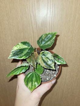 Peperomia pink lady variegata