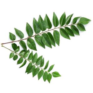 Fresh Curry Leaves 20gms