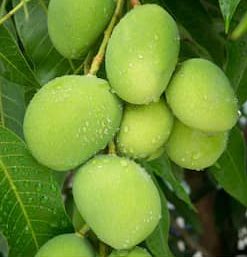 Indian Green Raw Mangos 500gms
