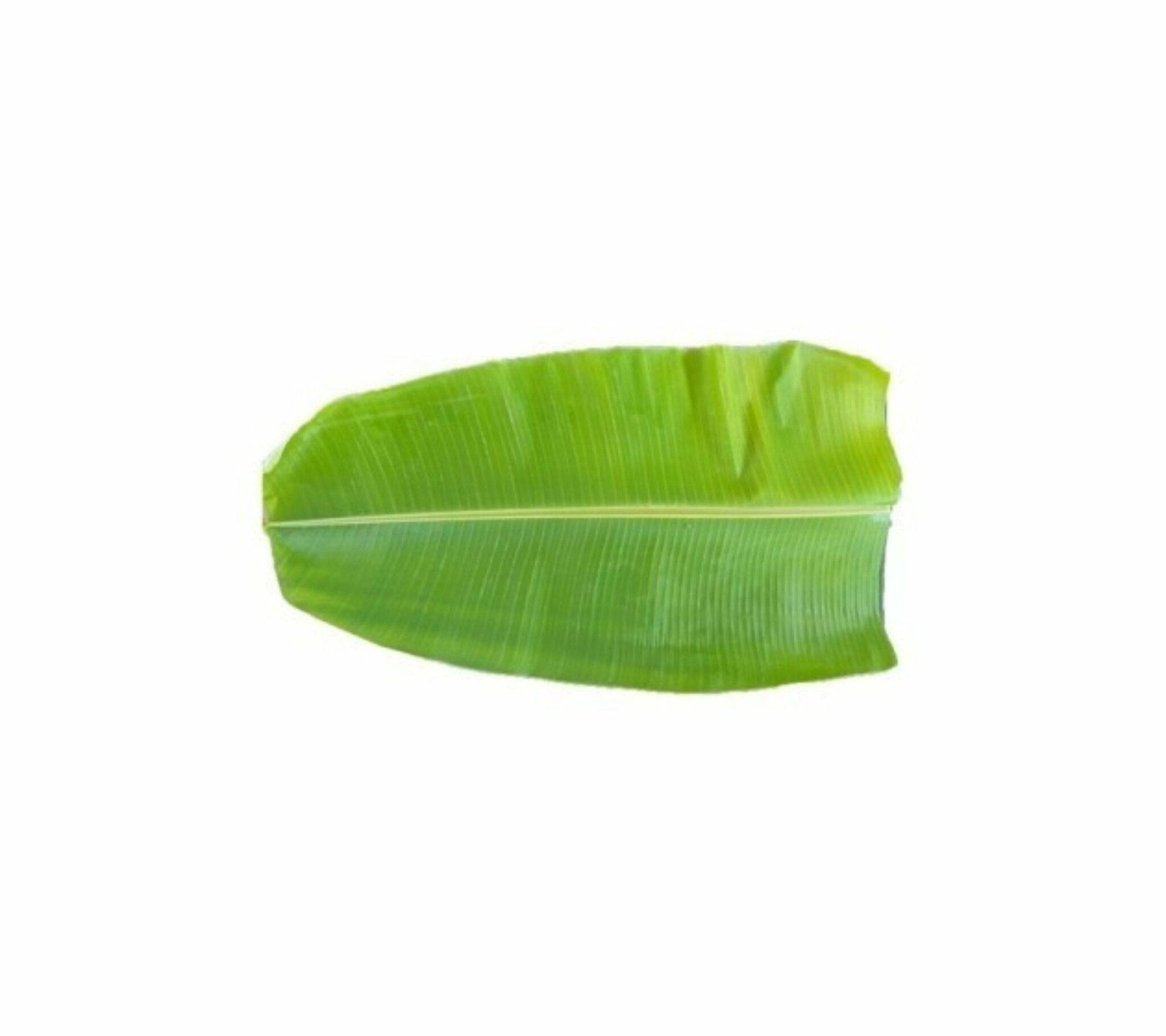 Banana Leaf 1pc