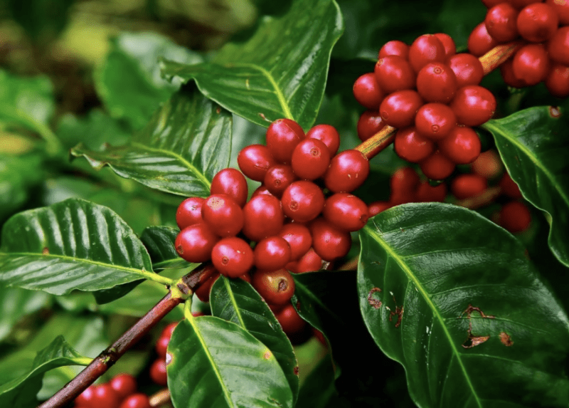 Honduras Specialkaffe: En Resa Genom Odlingens Regioner och Dess Betydelse