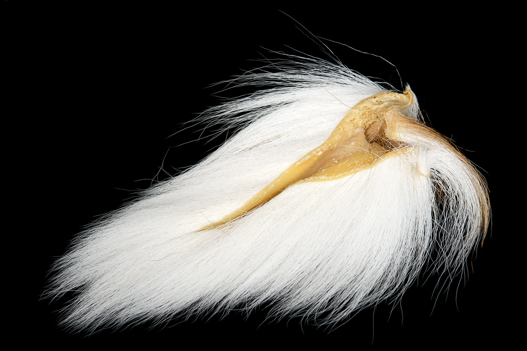 Bucktail - Large