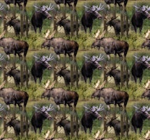 Moose