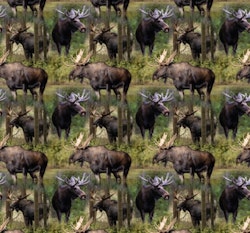 Moose