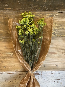 Diosmi risblomst, gul 100gr - Konserverte blomster og blader - Frera Design