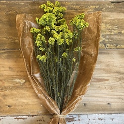 Diosmi Rice Flower, gul 100gr - Konserverade blommor & blad - Frera Design