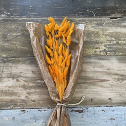 Lagurus Rabbit tail Orange 50gr - Torkade blommor - Frera Design