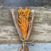 Lagurus Rabbit tail Orange 50gr - Torkade blommor - Frera Design