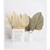 Stora Palmblad 2-pack Vita - Torkade blommor