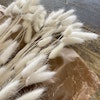 Lagurus/Rabbit tail blekt vit 80gr - Torkade blommor