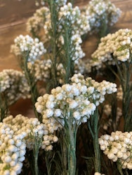 Diosmi risblomst, hvit 100gr - Konserverte blomster og blader - Frera Design