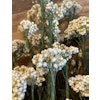 Diosmi Rice Flower, vit 100gr - Konserverade blommor & blad