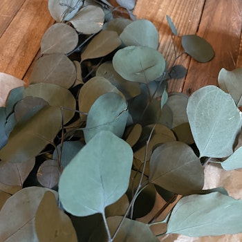 Eucalyptus apple leaves populus grön 100gr - Konserverade blommor & blad - Frera Design