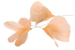 Fjær/tråd Blomsterlys aprikos 12 pakke - Mye dekorasjon