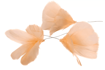 Feather/Thread Flower Light apricot 12 pack - A Lot Decoration