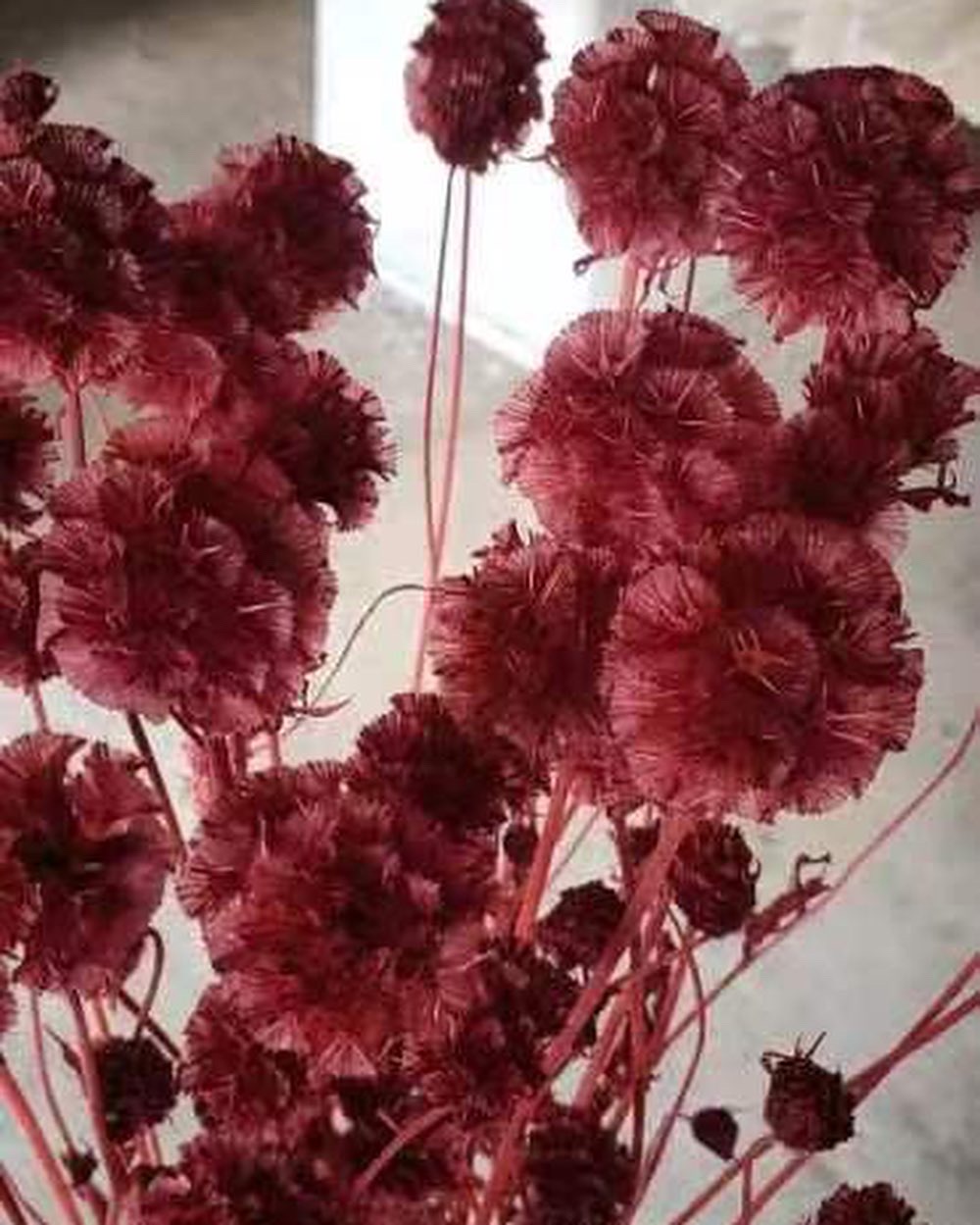Scabiosa röd 10st - Konserverade blommor & blad