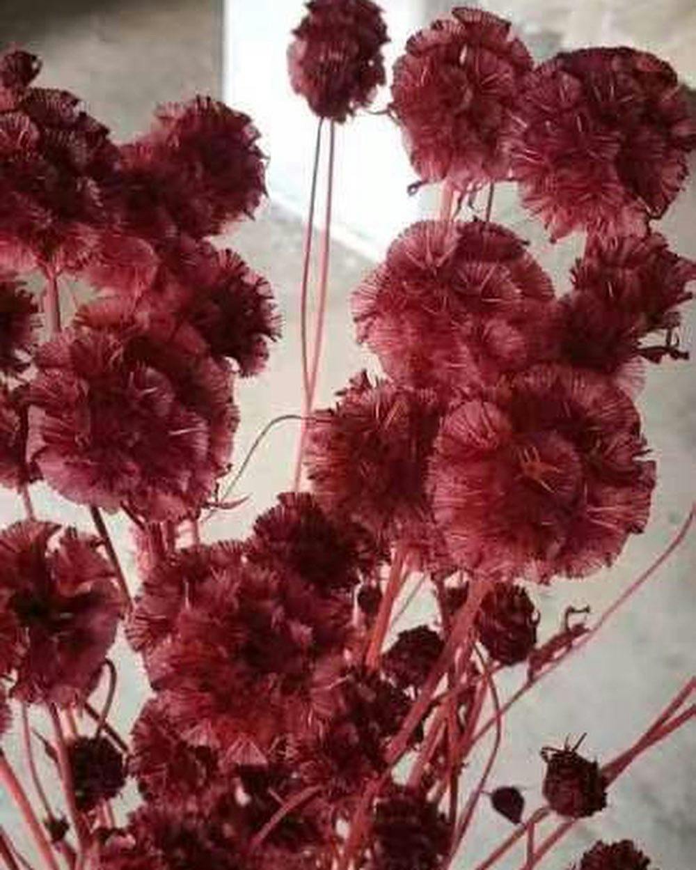 Scabiosa röd 10st - Konserverade blommor & blad - Frera Design