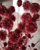 Scabiosa röd 10st - Konserverade blommor & blad - Frera Design