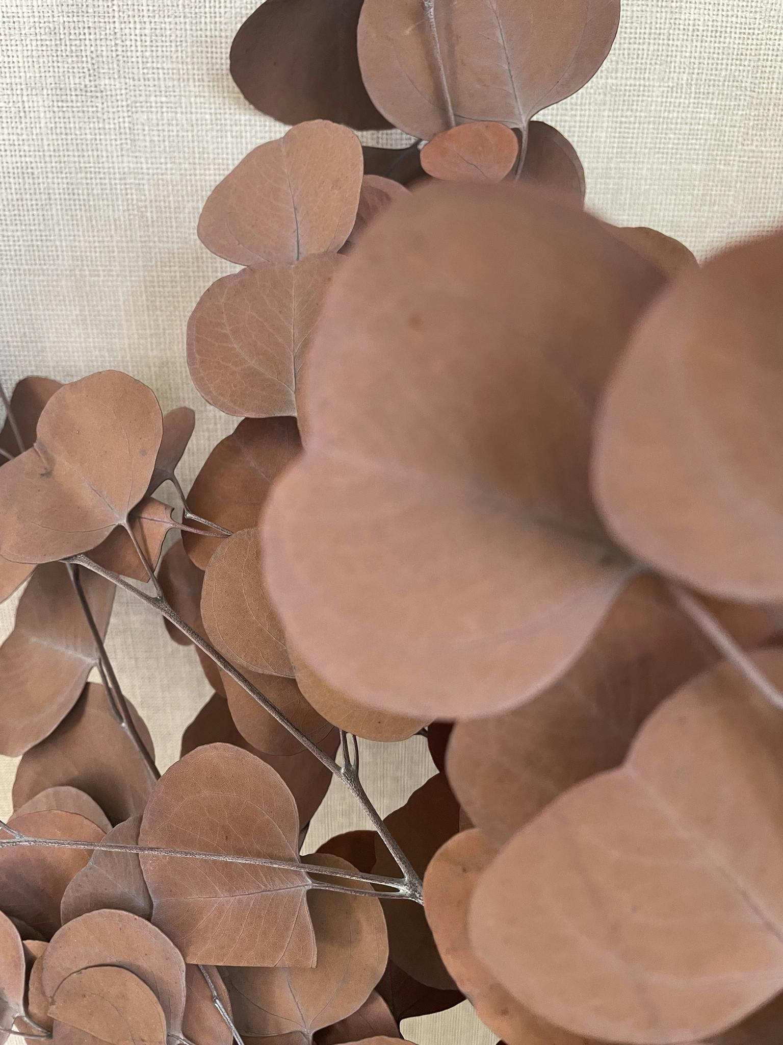 Eucalyptus apple leaves populus kopparbrun  100gr - Konserverade blommor & blad - Frera Design