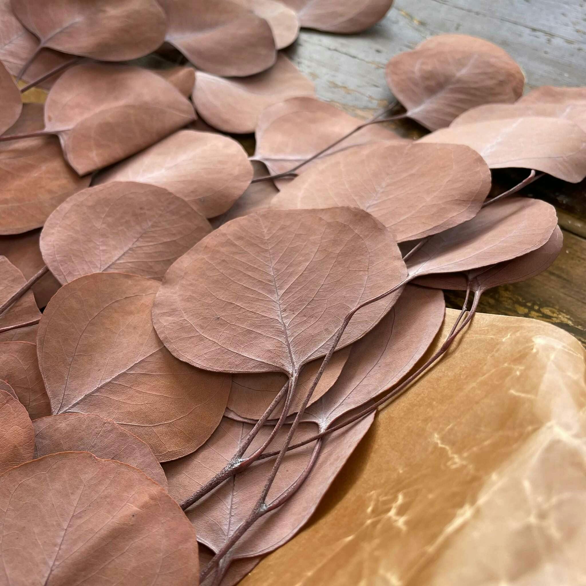 Eucalyptus apple leaves populus kopparbrun  100gr - Konserverade blommor & blad - Frera Design