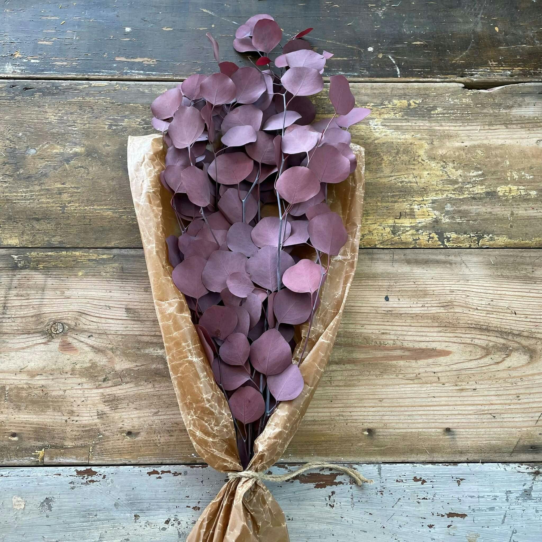 Eucalyptus apple leaves populus röd 100gr - Konserverade blommor & blad - Frera Design