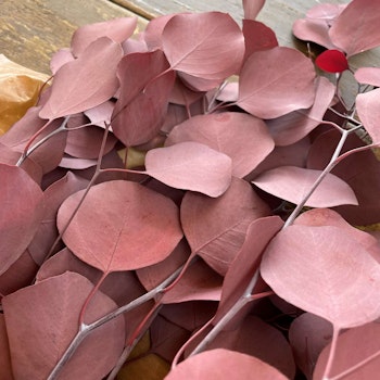 Eucalyptus apple leaves populus röd 100gr- Konserverade blommor & blad