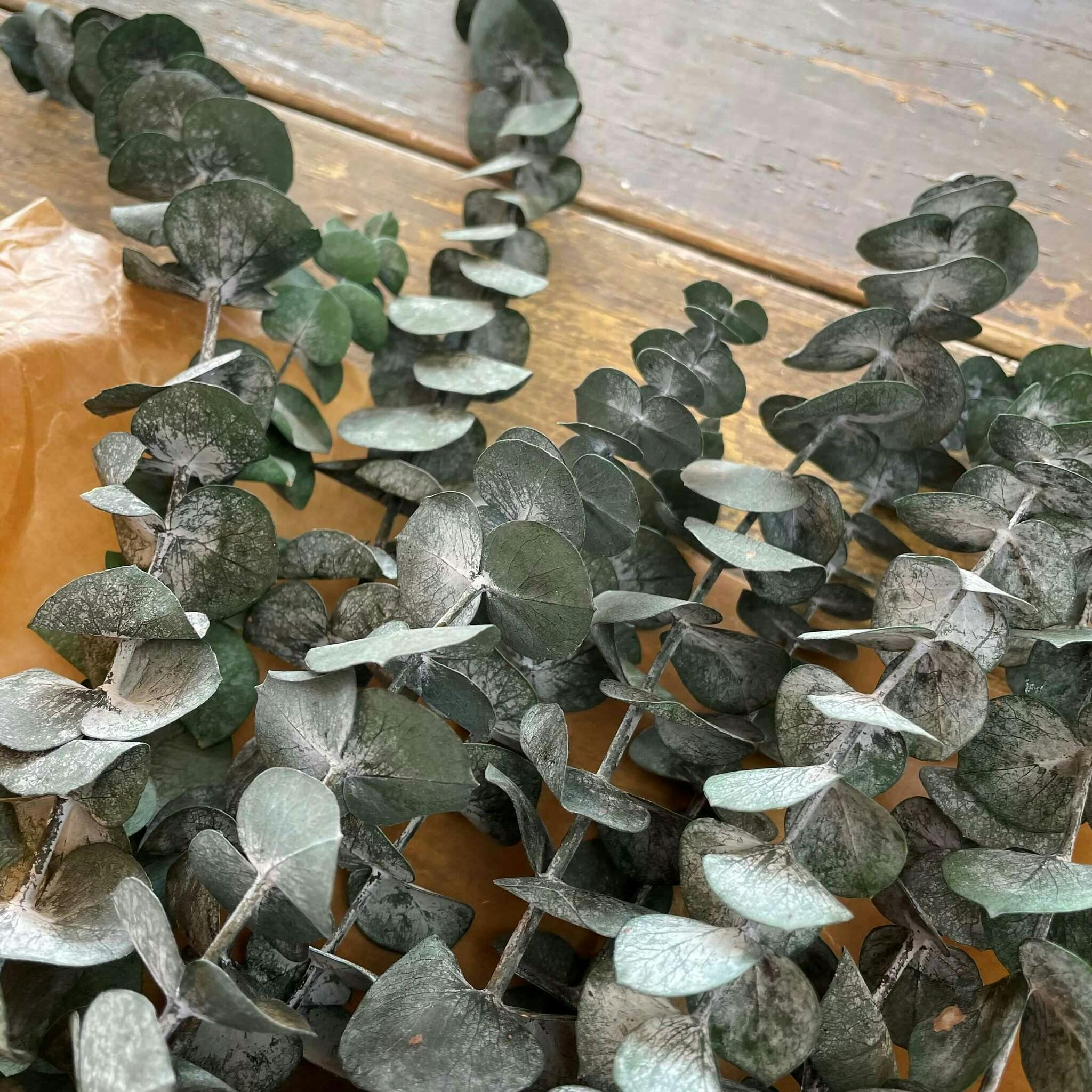Eucalyptus grön 100gr - Konserverade blommor & blad - Frera Design