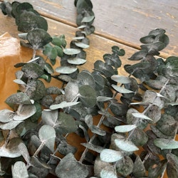 Eucalyptus grön 100gr - Konserverade blommor & blad - Frera Design