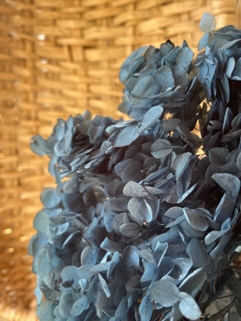 Blå hortensia - Konserverade blommor