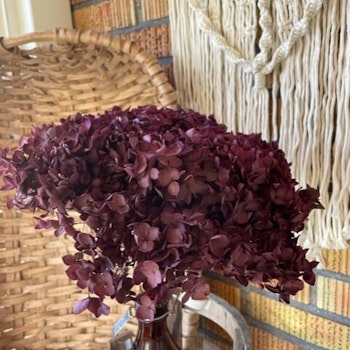 Lila/mörkröd hortensia - Konserverade blommor & blad - Frera Design