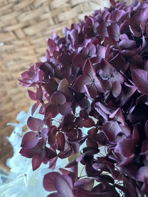Lila/mörkröd hortensia - Konserverade blommor