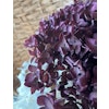 Lila/mörkröd hortensia - Konserverade blommor & blad - Frera Design