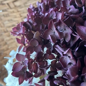 Lila/mörkröd hortensia - Konserverade blommor