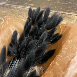 Lagurus Rabbit tail Black 80gr - Tørkede blomster - Frera Design