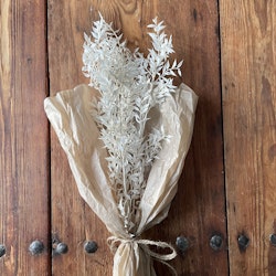 Ruscus blekt vit 100gr - Torkade blommor - Frera Design