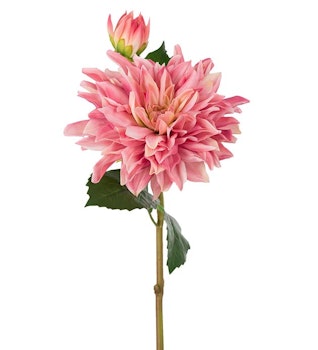 Dahlia 70cm, Rosa