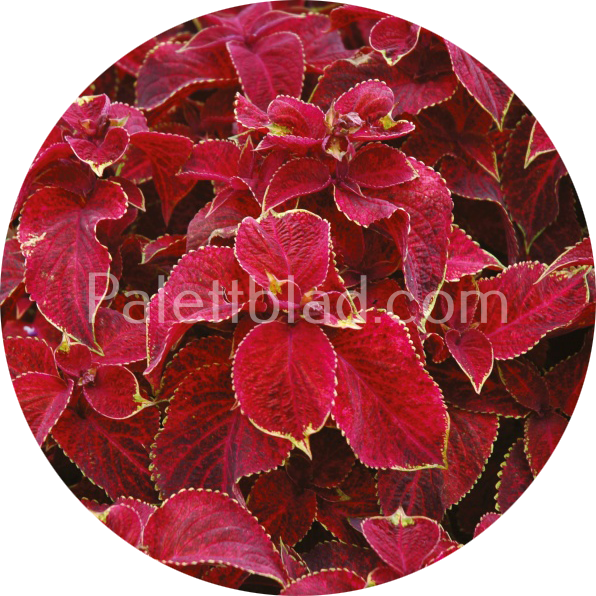 Wizard Velvet Red 10 graines