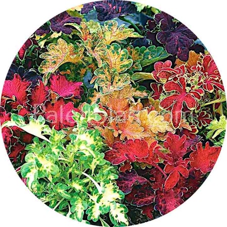 Rococo Mix 10 seeds