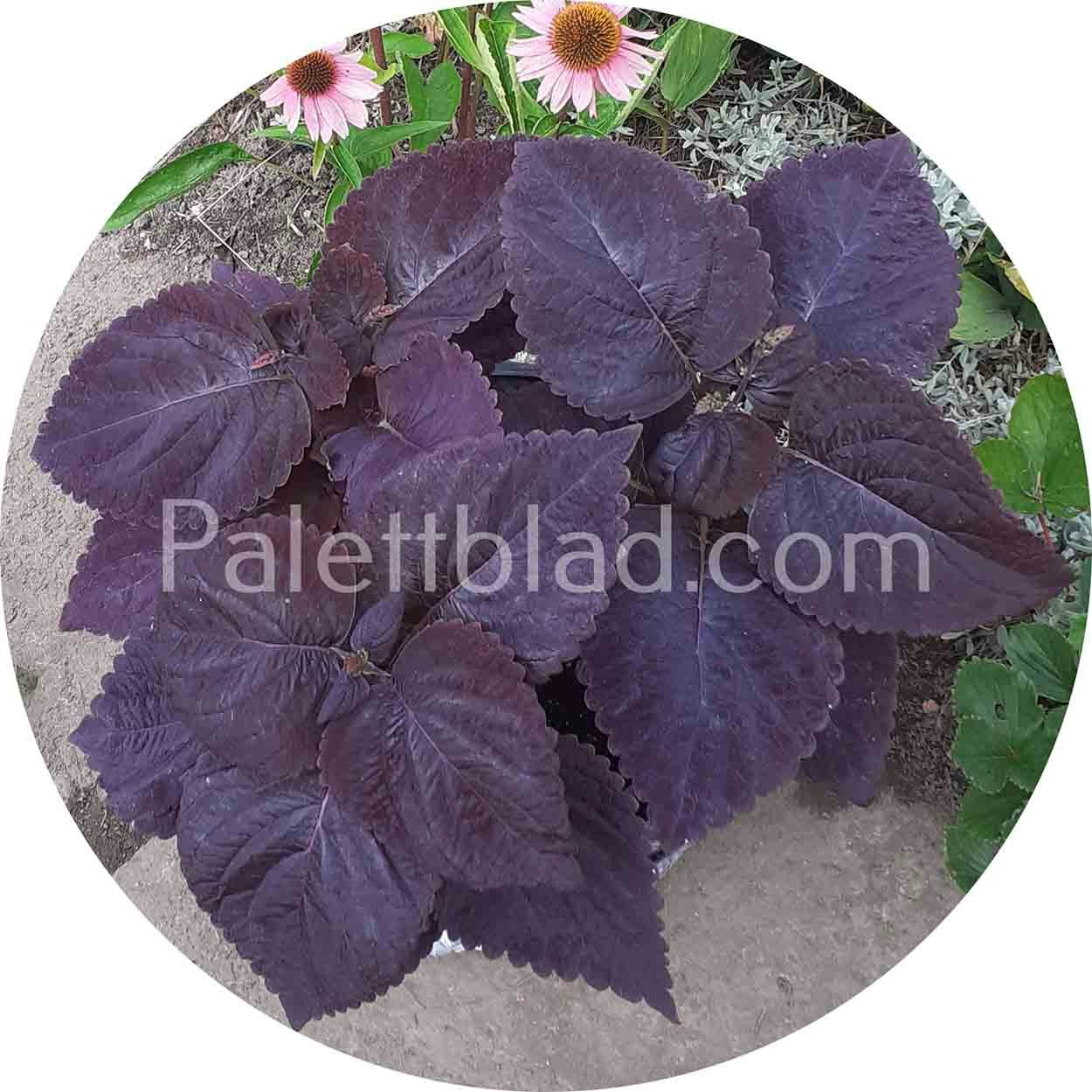 Giant Exhibition Palisandra 10 seeds