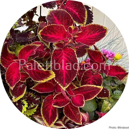 Wizard Velvet Red 10 Samen