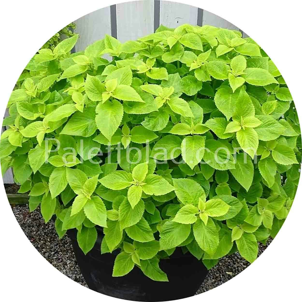 Premium Sun Lime Delight 5 seeds