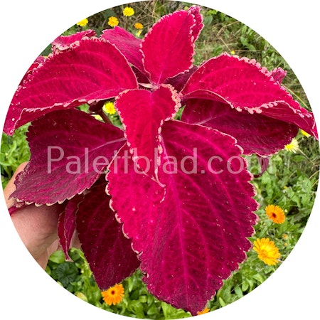 Fairway Red Velvet 10 seeds