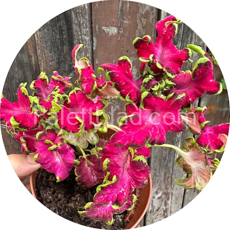 Colocha Rose 10 graines