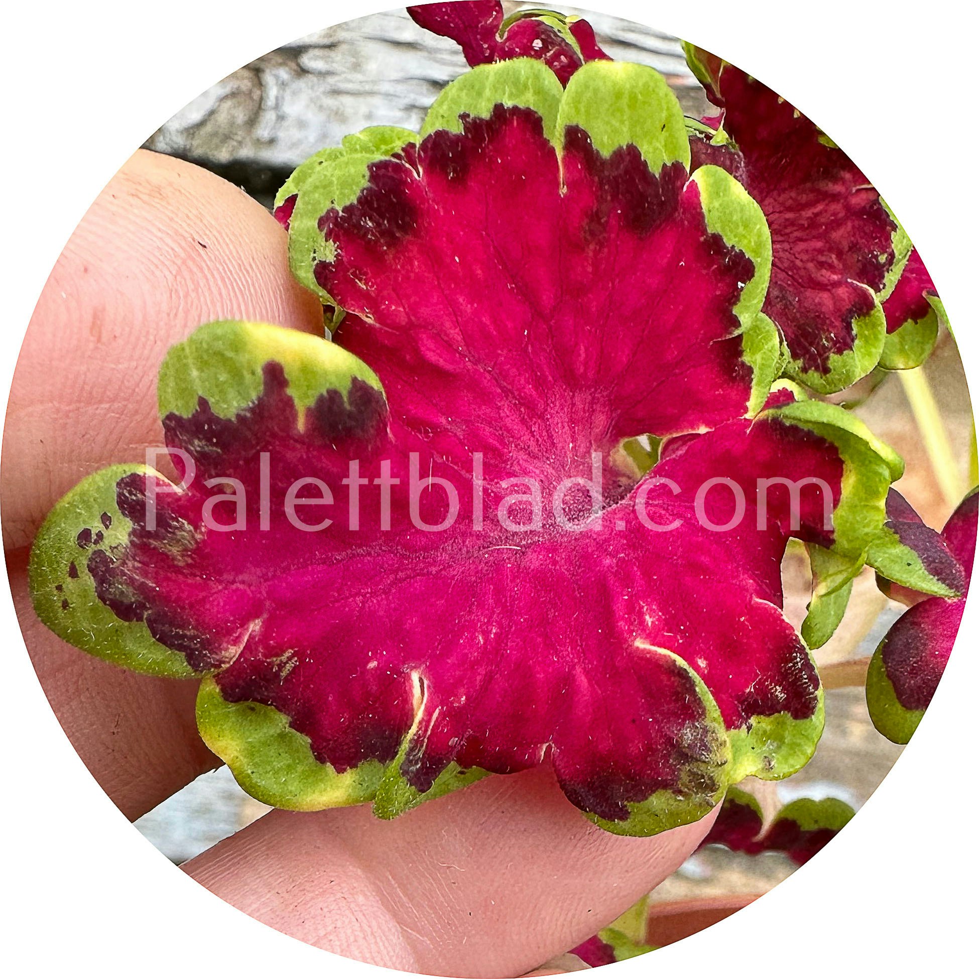 Colocha Rose 10 graines