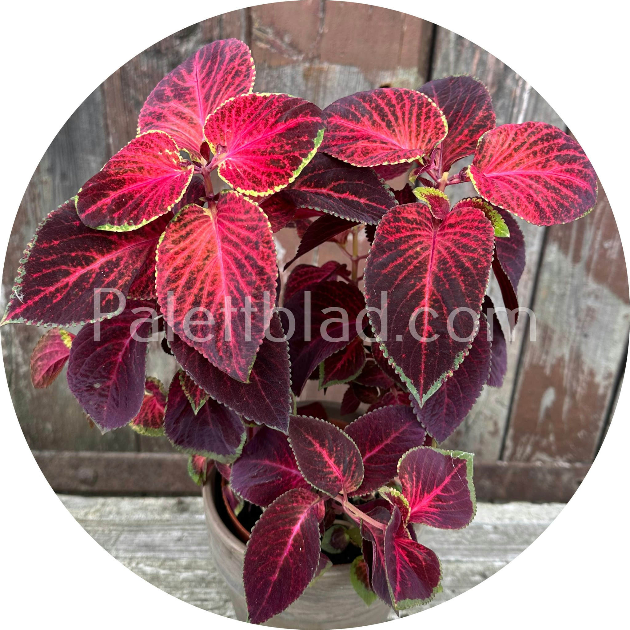 Wizard Velvet Red 10 graines