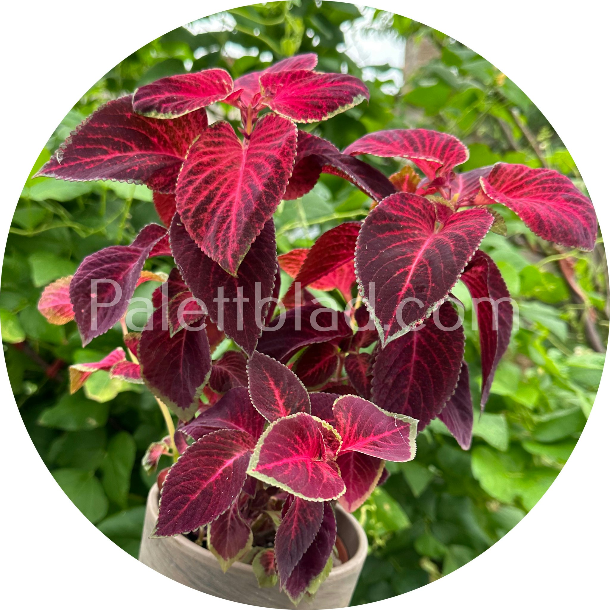Wizard Velvet Red 10 graines