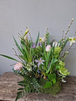 Vårblomning - tuva