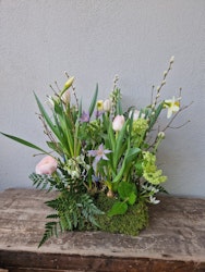 Vårblomning - tuva