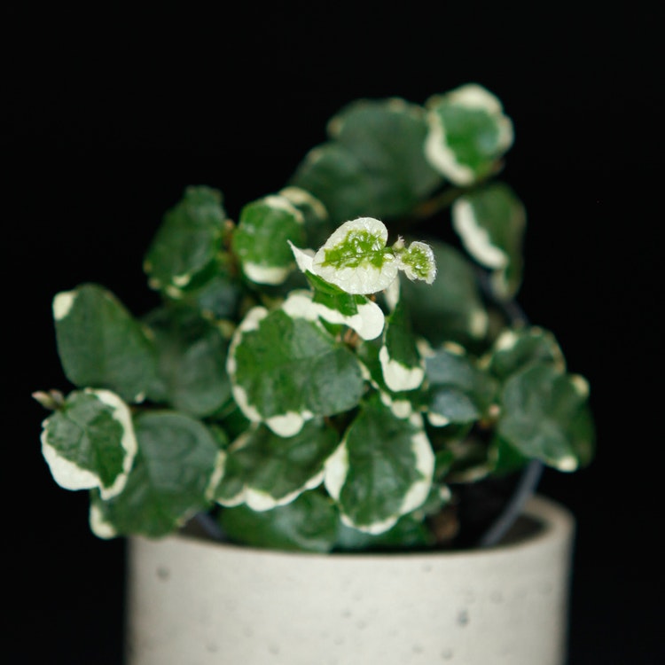 Ficus Pumila