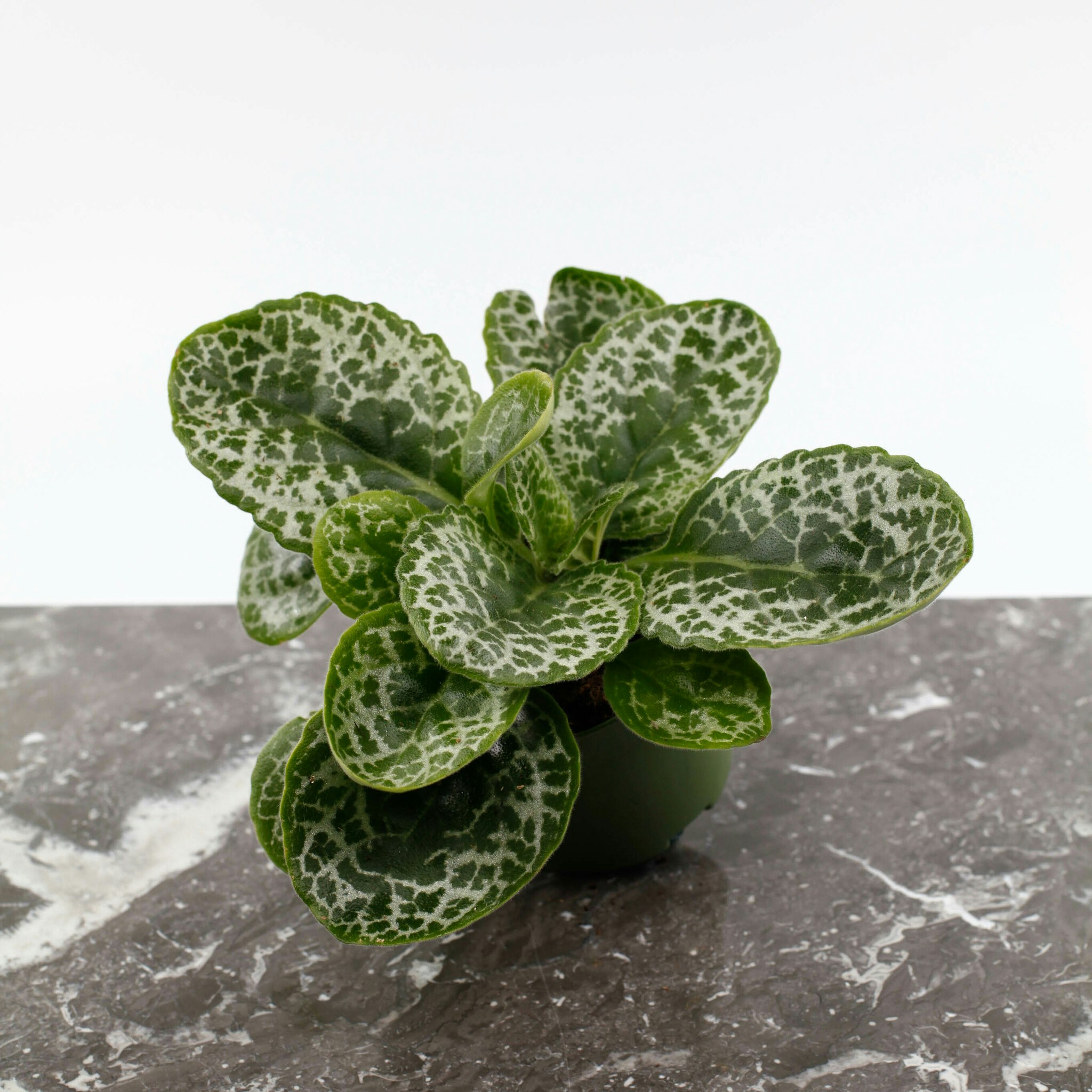 Streptocarpus Pretty Turtle Mormors Krukv xt Inomhusv xter K p streptocarpus-pretty-turtle-mormors-krukv-xt-inomhusv-xter-k-p